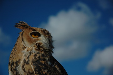 Adult owl portrait on nature background