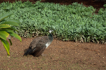 Peahen walking in a field