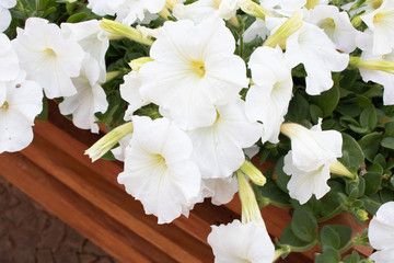 white flowers on black background