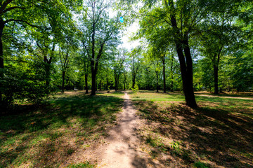 Obraz premium Park forest ground trail natural outdoor path way for walking and promenade