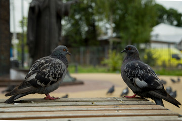 Pigeons around outdoors in the park in summer