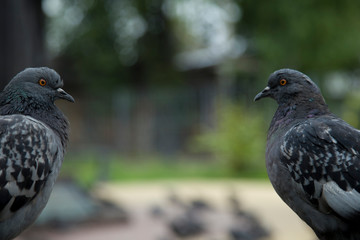 Pigeons around outdoors in the park in summer
