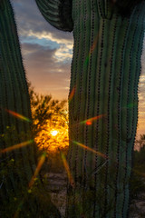 sunset between cactus