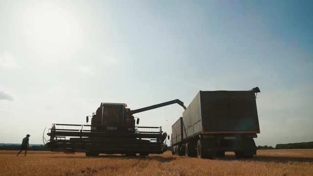 Harvester combine pours the grain into the truck on the field. Threshing machine pouring the just harvested wheat into a silo.