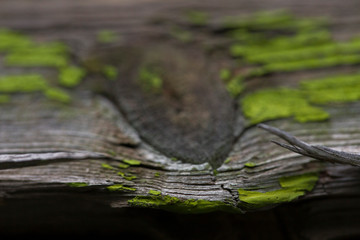 Green painted old wood texture