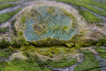 Green painted old wood texture