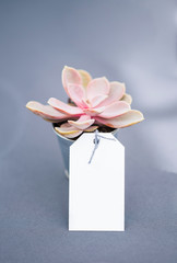 succulent wedding favor with blank tag, blank tag, your text here, succulent gift, table setting