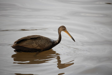 great blue heron in water