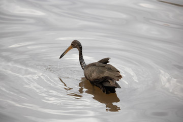 pelican in pond