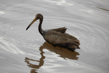 pelican in water
