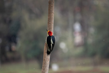 bird in tree in nature
