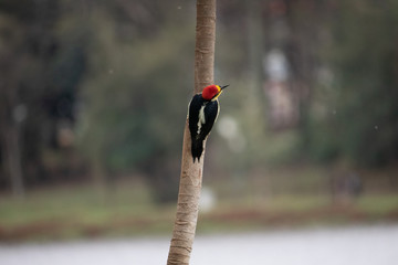 bird on a branch