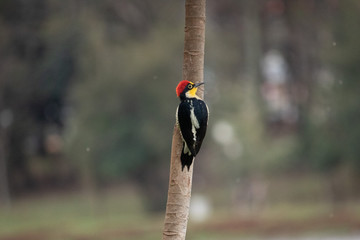 hornbill