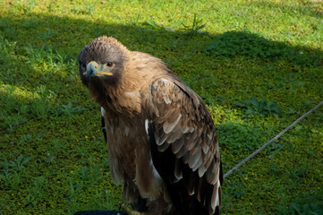 Eagle portrait on green grass background