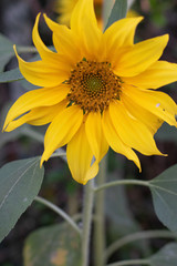 sunflower in garden