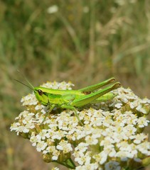 Green grasshopper on yarrow flowers in the meadow, closeup