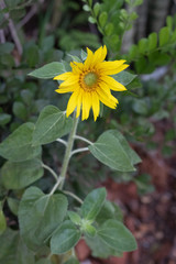yellow flower of sunflower