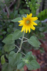 yellow flower in the garden