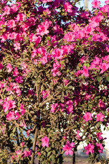 pink flowers in the garden