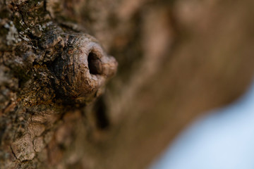 Nature wood flaws macro texture