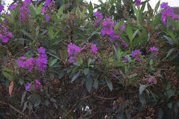 flowers in the garden