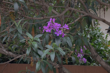 flowers in the garden