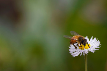 Bee on flower