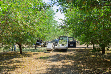 almond tree shaker shaking trees, leaves falling from trees being shaken, tree shaker during harvest season