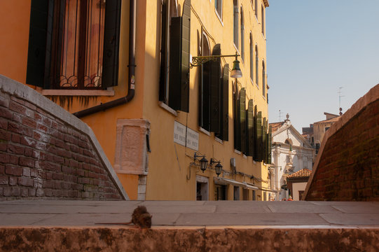 A rat on stairs in Venice. Words on background: &laquo;Bridge Foundation priests priests&raquo;