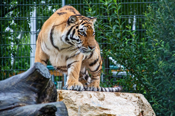 Tiger Portrait