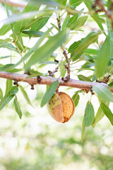 Almond on Branch, Hull Split Almond, Leaves, Almond Tree Branch