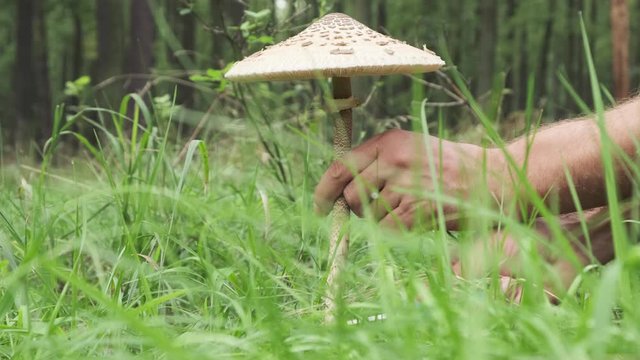 parasol mushroom or Macrolepiota procera at harvesting in forest