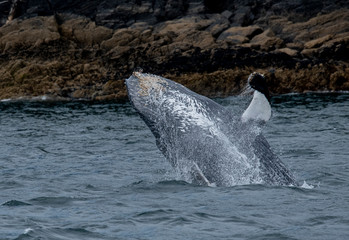 Fototapeta premium Breaching Baby Humpback Whale