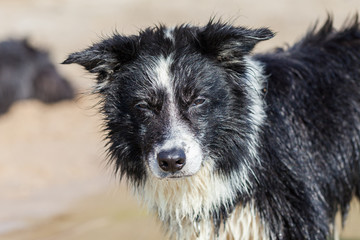 A young border collie dog with wet fur