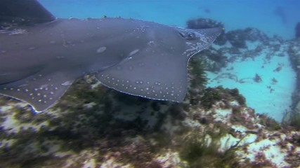 Shovelnose Ray Close Up. Whitespotted Guitarfish Or Shovelnose Shark Swimming Over Coral Reef In Blue Sea. Moody Looking White Spotted Shovel Nosed Guitar Fish. Australian Bottom Dwelling Marine Life