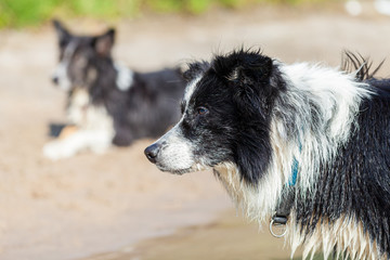 A young border collie dog with wet fur