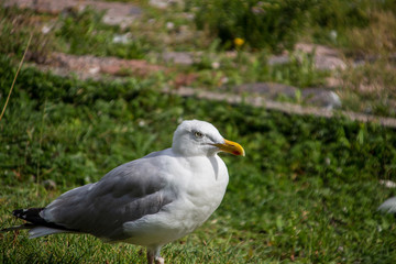 Möwe in Travemünde