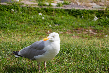 Möwe in Travemünde