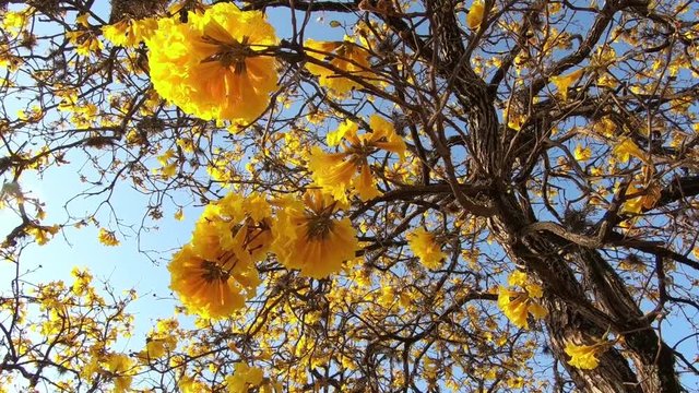 beautiful Brazilian Yellow Ipe tree flowers (Golden trumpet) with blue sky - Handroanthus chrysotrichus plant
