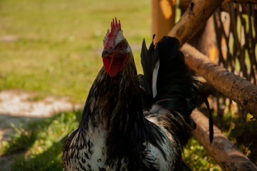 A red hen in a village walking