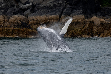 Naklejka premium Breaching Baby Humpback Whale