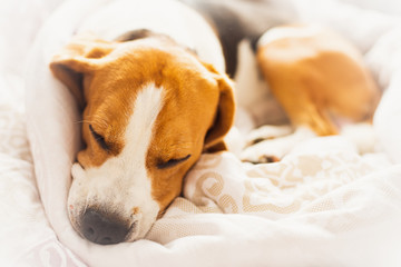 Beagle dog snuggled up and asleep in human bed.