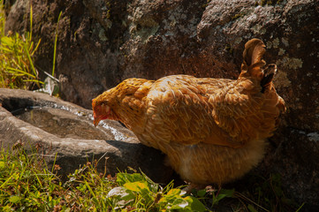 A red hen in a village walking