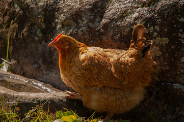 A red hen in a village walking