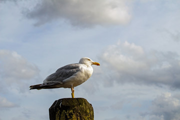 Möwen  in Travemünde 