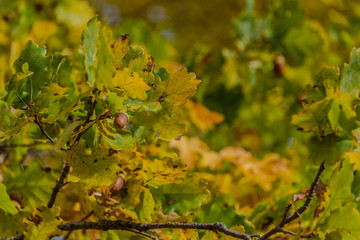 beautiful landscape in the nature. Trees fields and no people.