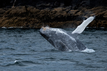 Breaching Baby Humpback Whale