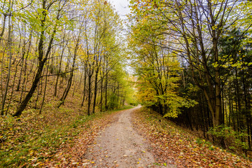 beautiful landscape in the nature. Trees fields and no people.