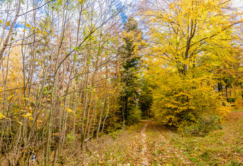 beautiful landscape in the nature. Trees fields and no people.