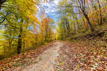 Obraz premium piękny krajobraz w przyrodzie. Drzewa, pola i żadnych ludzi.